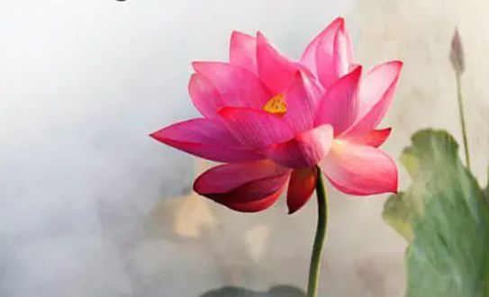 為何多年修行無受用？一位修行者的心行轉折......