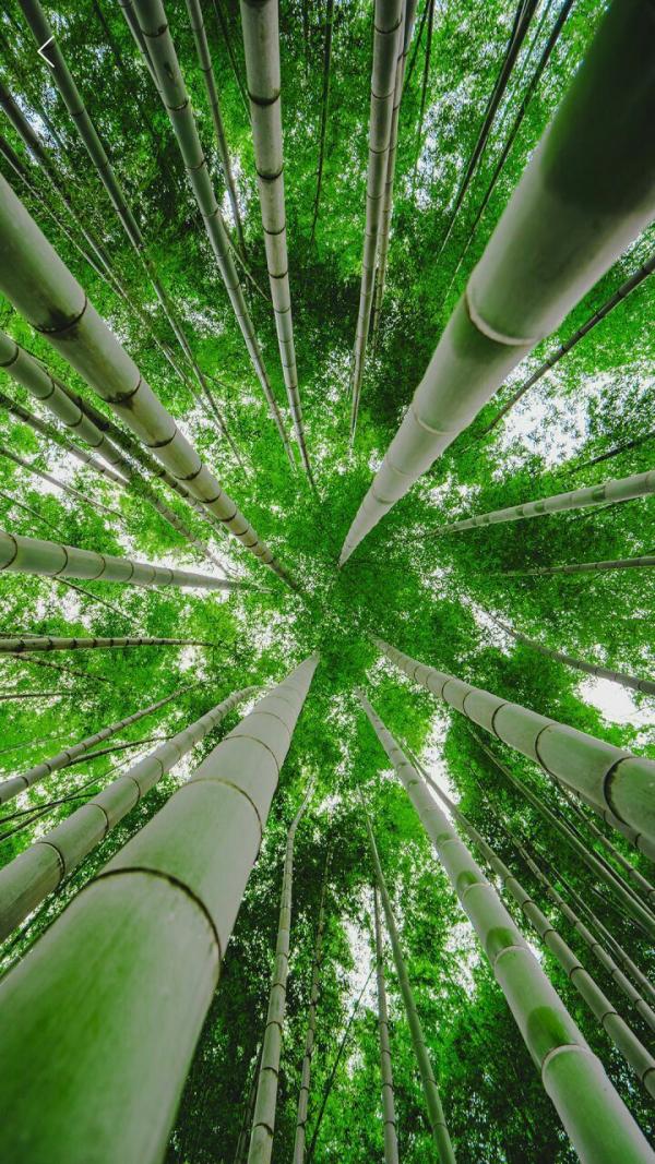 人生如是，切莫如秀麗的心空之竹(一介學人)