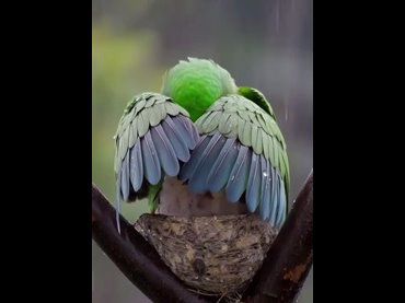 動物界裡的偉大母愛！為雛鳥遮風避雨的母鳥