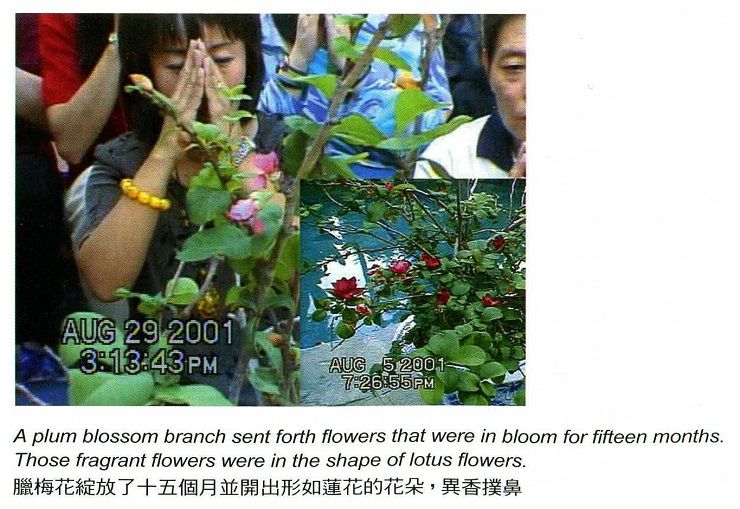 華藏學佛苑-罕見奇事，臘梅夏開且連開15個月(暗香)