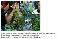 Plumflower.jpg Plumflower.jpg