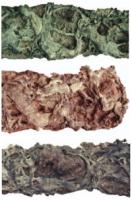Withervineofancient2.jpg Withervineofancient2.jpg