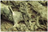 Withervineofancient1.jpg Withervineofancient1.jpg