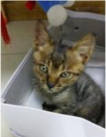 KittensreadmeAlthoughIamuglybutIamverygentle1.jpg KittensreadmeAlthoughIamuglybutIamverygentle1.jpg