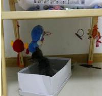 KittensreadmeAlthoughIamuglybutIamverygentle2.jpg KittensreadmeAlthoughIamuglybutIamverygentle2.jpg