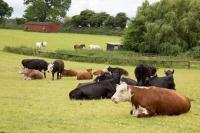 Lovevegetarianmengiveup40000interestandreleasetheherd1.jpg Lovevegetarianmengiveup40000interestandreleasetheherd1.jpg