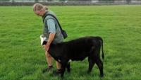 Lovevegetarianmengiveup40000interestandreleasetheherd2.jpg Lovevegetarianmengiveup40000interestandreleasetheherd2.jpg