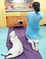 FamousdogssufferingfromcaninedistressdyingbeautymasterBuddhabeforethewishtheresultscametothedoctor(1).jpg FamousdogssufferingfromcaninedistressdyingbeautymasterBuddhabeforethewishtheresultscametothedoctor(1).jpg