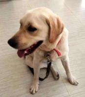 FamousdogssufferingfromcaninedistressdyingbeautymasterBuddhabeforethewishtheresultscametothedoctor(2).jpg FamousdogssufferingfromcaninedistressdyingbeautymasterBuddhabeforethewishtheresultscametothedoctor(2).jpg