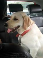 FamousdogssufferingfromcaninedistressdyingbeautymasterBuddhabeforethewishtheresultscametothedoctor(3).jpg FamousdogssufferingfromcaninedistressdyingbeautymasterBuddhabeforethewishtheresultscametothedoctor(3).jpg