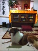 DogJENNYsaidinadreamdoanimalboringtobeamantopracticetherelief1.jpg DogJENNYsaidinadreamdoanimalboringtobeamantopracticetherelief1.jpg