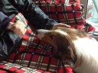 DogJENNYsaidinadreamdoanimalboringtobeamantopracticetherelief2.jpg DogJENNYsaidinadreamdoanimalboringtobeamantopracticetherelief2.jpg