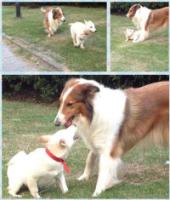 DogJENNYsaidinadreamdoanimalboringtobeamantopracticetherelief3.jpg DogJENNYsaidinadreamdoanimalboringtobeamantopracticetherelief3.jpg