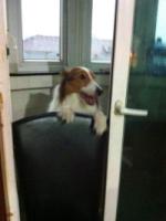 DogJENNYsaidinadreamdoanimalboringtobeamantopracticetherelief4.jpg DogJENNYsaidinadreamdoanimalboringtobeamantopracticetherelief4.jpg