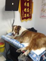 DogJENNYsaidinadreamdoanimalboringtobeamantopracticetherelief5.jpg DogJENNYsaidinadreamdoanimalboringtobeamantopracticetherelief5.jpg