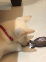 DogJENNYsaidinadreamdoanimalboringtobeamantopracticetherelief7.jpg DogJENNYsaidinadreamdoanimalboringtobeamantopracticetherelief7.jpg