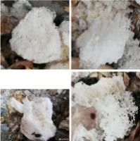 Theremainsresembletherelicflower8.jpg Theremainsresembletherelicflower8.jpg