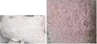 Theremainsresembletherelicflower9.jpg Theremainsresembletherelicflower9.jpg