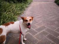 astraydogswayhome5.jpg astraydogswayhome5.jpg