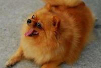 Pomeraniandogbeauty.jpg Pomeraniandogbeauty.jpg