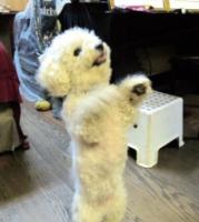 MiaoMiaodog.jpg MiaoMiaodog.jpg