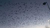 Onemillionbirdsoftheairdancedonedance.jpg Onemillionbirdsoftheairdancedonedance.jpg
