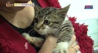 Onelasttimetoseemymothercryingkitten12.jpg