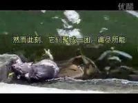 Loachholdwatertobereleasedlittlemouse(movie).jpg Loachholdwatertobereleasedlittlemouse(movie).jpg