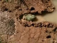 Frogsavetadpoles(movie).jpg Frogsavetadpoles(movie).jpg
