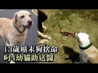 Attheendof13yearoldcancerdoglaydownhislifeDiao4kittensmainhospital(movie).jpg Attheendof13yearoldcancerdoglaydownhislifeDiao4kittensmainhospital(movie).jpg