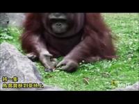 Tendercompassionorangutans(movie).jpg Tendercompassionorangutans(movie).jpg