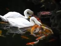 Swanfeedingfish(movie).jpg Swanfeedingfish(movie).jpg
