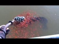 Snakeheadfishisangling(movie).jpg Snakeheadfishisangling(movie).jpg