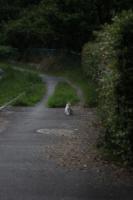 road-101.jpg