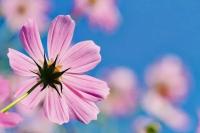 plant-100.jpg plant-100.jpg