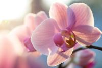 plant-101.jpg plant-101.jpg
