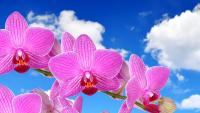 plant-102.jpg plant-102.jpg