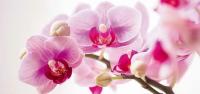 plant-103.jpg plant-103.jpg