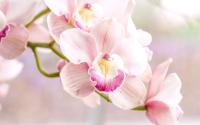 plant-104.jpg plant-104.jpg