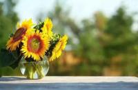 plant-107.jpg plant-107.jpg