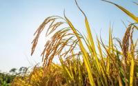 plant-108.jpg plant-108.jpg