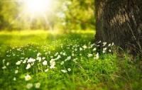plant-110.jpg plant-110.jpg