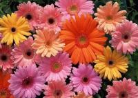 plant-113.jpg plant-113.jpg
