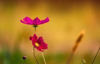 plant-115.jpg plant-115.jpg