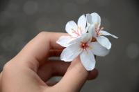 plant-124.jpg plant-124.jpg