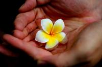 plant-125.jpg plant-125.jpg