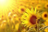 plant-127.jpg plant-127.jpg
