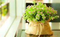 plant-133.jpg plant-133.jpg