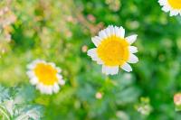 plant-137.jpg plant-137.jpg
