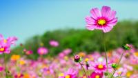 plant-139.jpg plant-139.jpg